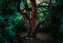 Aquatic Life in the Forest’s River Systems