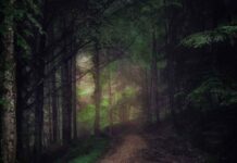 Green Logging: Timber Harvest’s Future